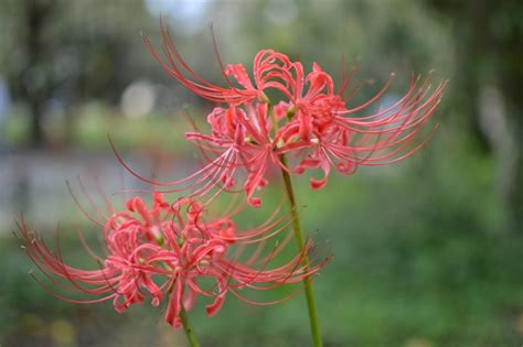 紅蓮華 彼岸花|【2023】京都の彼岸花スポット〜花から感じる秋の。